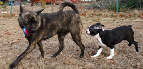 Pomston and Boston Terrier