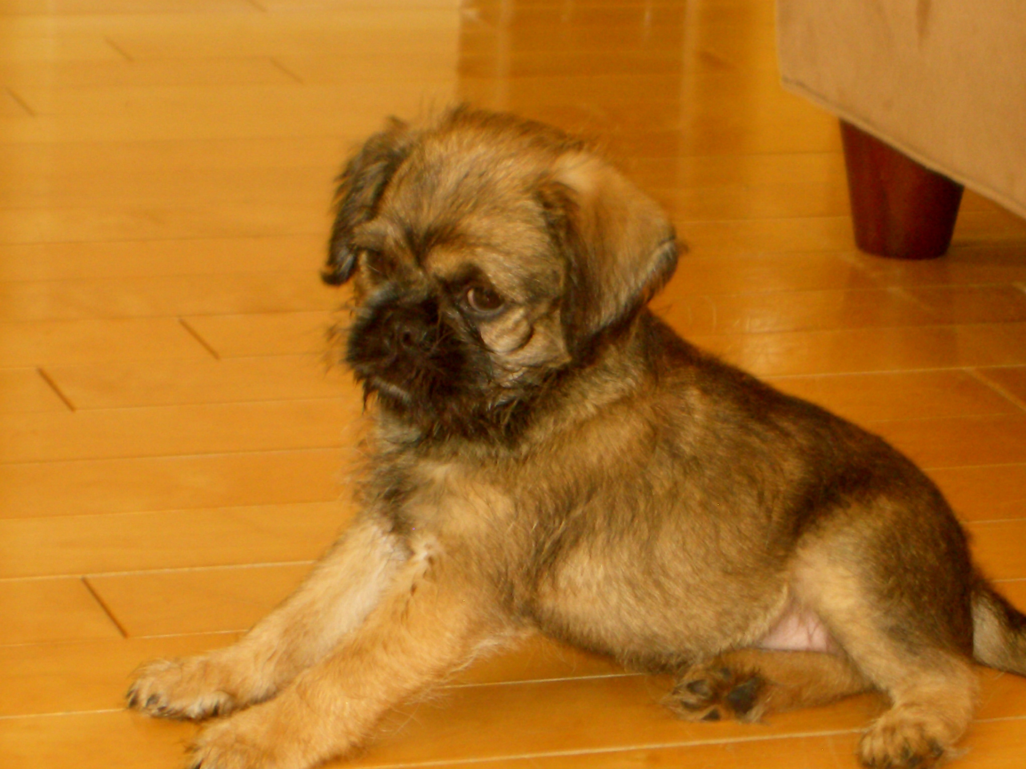 Brug - Brussels Griffon and Pug Mix Pictures and Information