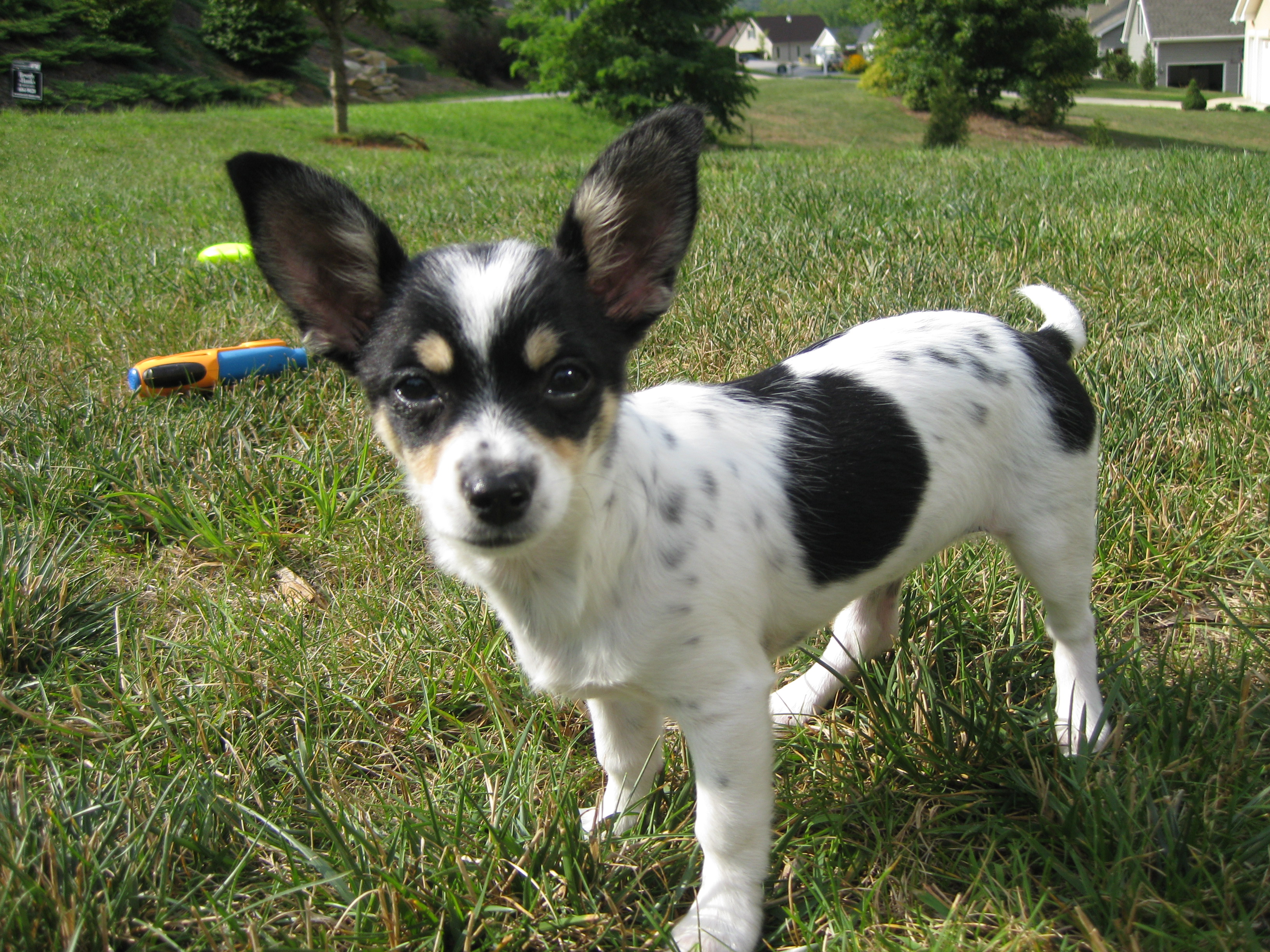 Chion - Chihuahua and Papillon Mix Pictures and Information