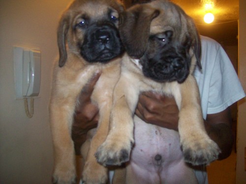 Muscle Mastiff puppies